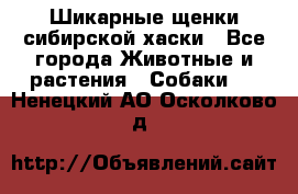 Шикарные щенки сибирской хаски - Все города Животные и растения » Собаки   . Ненецкий АО,Осколково д.